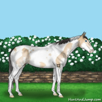 Horse Color:Bay Dun Splash Tobiano Rabicano