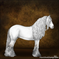 Horse Color:Gray Liver Red Dun Tobiano Frame Appaloosa Rabicano 