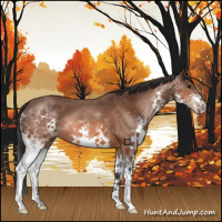 Horse Color:Bay Roan Splash
