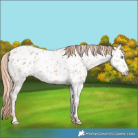 Horse Color:Gold Champagne Near Leopard
