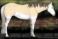 Horse Color:Amber Cream Champagne Splash 