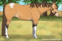 Horse Color:Buckskin Appaloosa