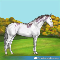 Horse Color:White Spotted Sable Champagne Onyx Sabino Splash Brindle 
