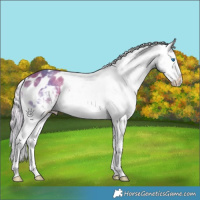 Horse Color:Silver Classic Cream Champagne Onyx Sabino Splash Appaloosa 