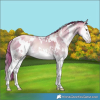 Horse Color:White Spotted Classic Champagne Pearl Onyx Splash 