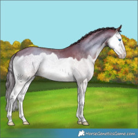 Horse Color:Classic Champagne Onyx Splash