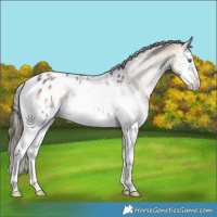 Horse Color:Sable Champagne Onyx Sabino Splash Appaloosa Rabicano 