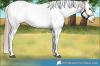 Horse Color:Red Dun Appaloosa 