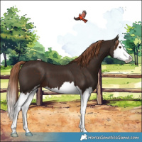 Horse Color:Liver Chestnut Sabino Splash 
