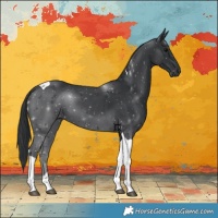 Horse Color:Black Tobiano 