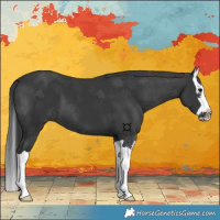 Horse Color:Black Splash 