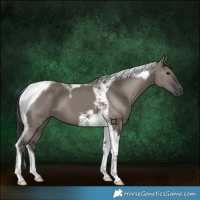 Horse Color:Grullo Tobiano 