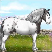 Horse Color:Grullo Splash Tobiano Appaloosa 