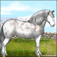 Horse Color:Brown Dun Sabino Splash 