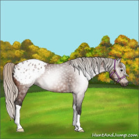 Horse Color:Gray Silver Bay Appaloosa 