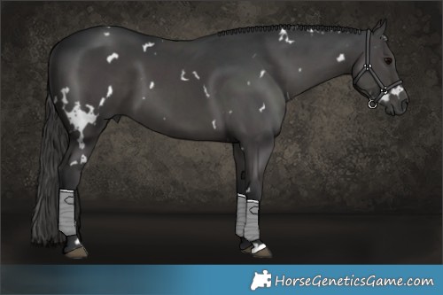 Horse Color:White Spotted Black 