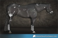 Horse Color:White Spotted Black