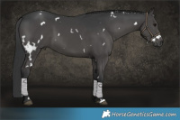 Horse Color:White Spotted Black 