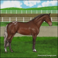 Horse Color:Silver Brown Appaloosa 