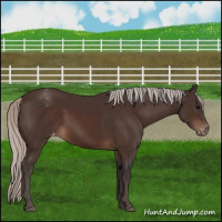 Horse Color:Silver Brown Blanket 