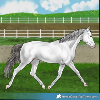 Horse Color:Liver Red Dun Appaloosa 