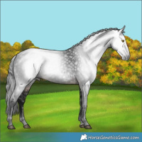 Horse Color:Gray Brown Sabino 
