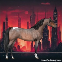 Horse Color:Bay Roan Tobiano