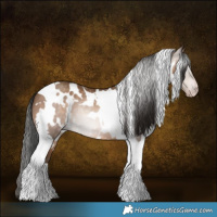 Horse Color:Gray White Spotted Amber Champagne Tobiano Rabicano