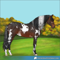 Horse Color:White Spotted Brown
