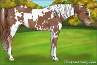 Horse Color:White Spotted Chestnut 