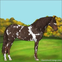 Horse Color:White Spotted Liver Chestnut 