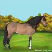 Horse Color:Brown Dun  and Brown Dun 