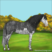 Horse Color:Blue Roan Sabino Splash  and Blue Roan Sabino Splash 