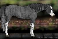 Horse Color:Blue Roan Sabino Splash  and Blue Roan Sabino Splash 