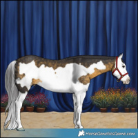 Horse Color:Buckskin Splash Frame 