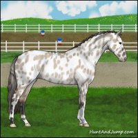 Horse Color:Bay Roan Dun Leopard Rabicano Brindle 