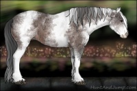 Horse Color:White Spotted Brown Ice