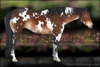 Horse Color:White Spotted Brown Sabino 