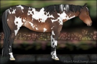 Horse Color:White Spotted Brown 
