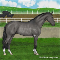 Horse Color:Blue Roan Rabicano 
