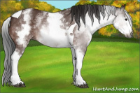Horse Color:Gray White Spotted Bay Tobiano Rabicano 