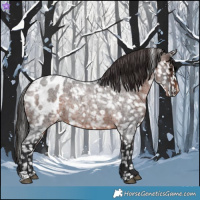 Horse Color:Brown Roan Appaloosa 