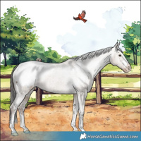 Horse Color:Liver Red Dun Appaloosa Brindle 