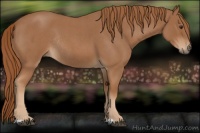 Horse Color:Red Roan Rabicano 