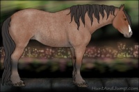 Horse Color:Bay Roan Rabicano 