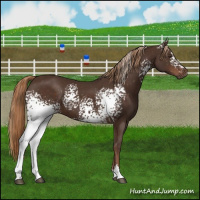 Horse Color:White Spotted Liver Chestnut Sabino