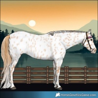 Horse Color:Red Roan Appaloosa 