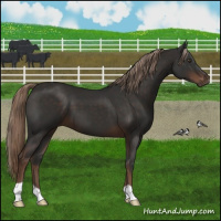 Horse Color:Liver Chestnut 