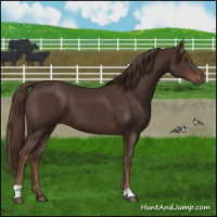 Horse Color:Liver Chestnut 