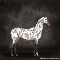 Horse Color:Brown Roan Dun Sabino Appaloosa Brindle 